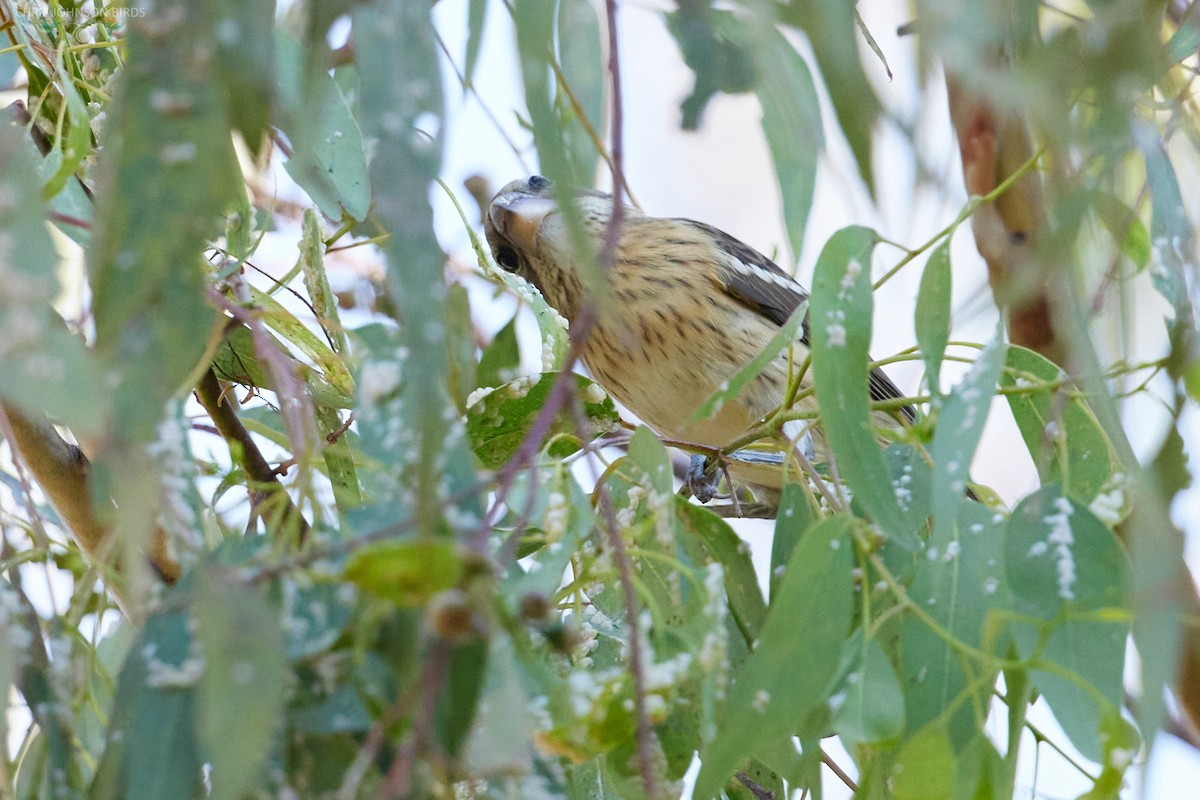 Rose-breasted Grosbeak - ML624122056