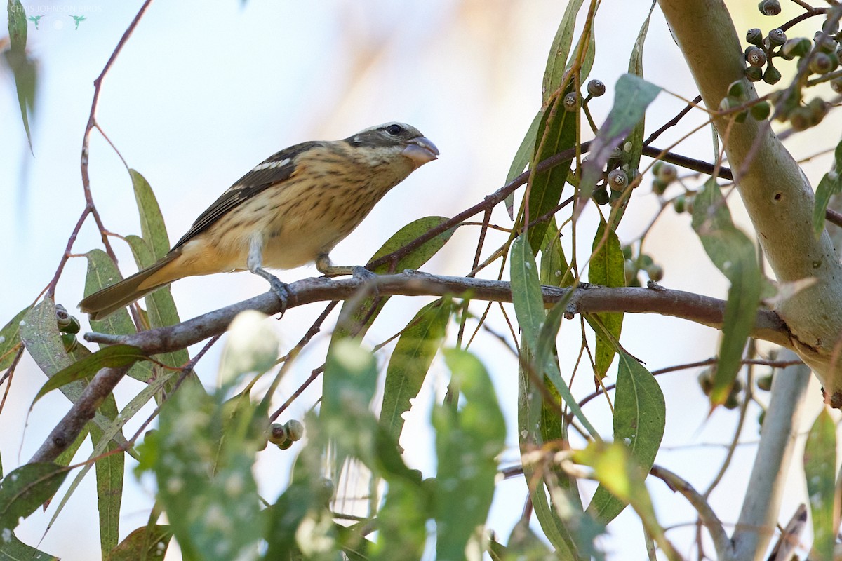Rose-breasted Grosbeak - ML624122057