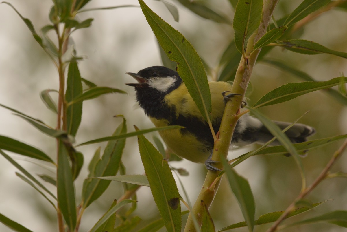 Great Tit - ML624122062