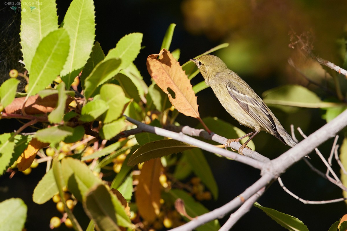 Blackpoll Warbler - ML624122071