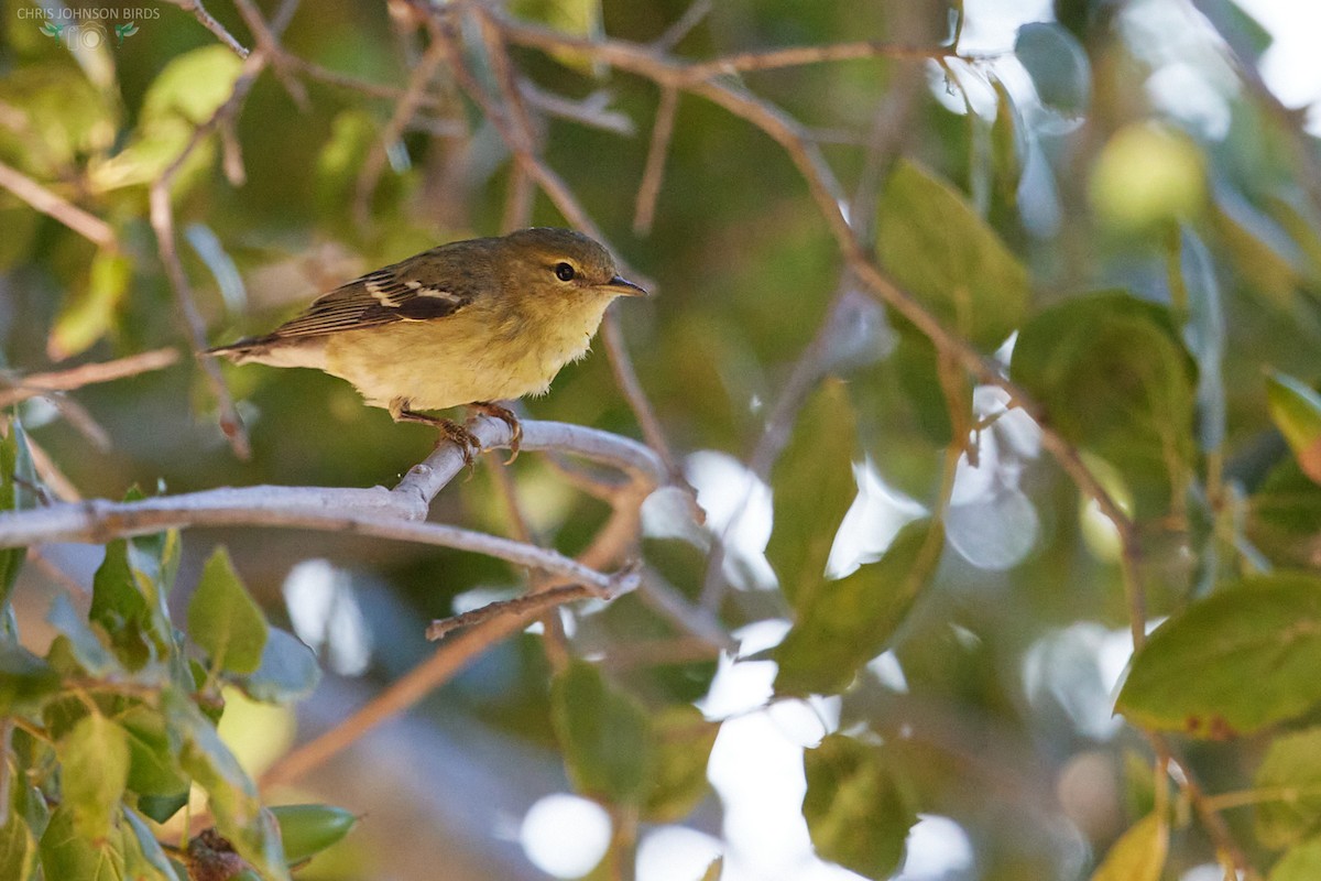 Blackpoll Warbler - ML624122072