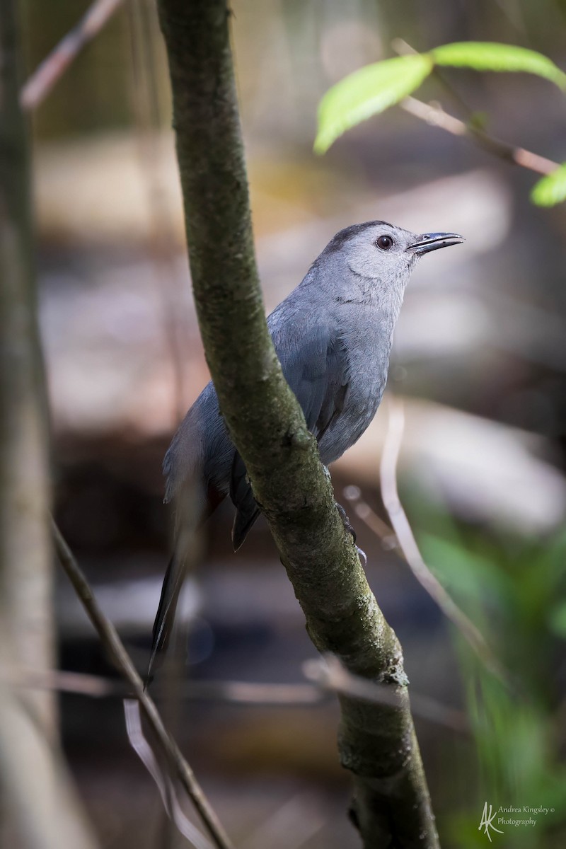 Gray Catbird - ML624122082