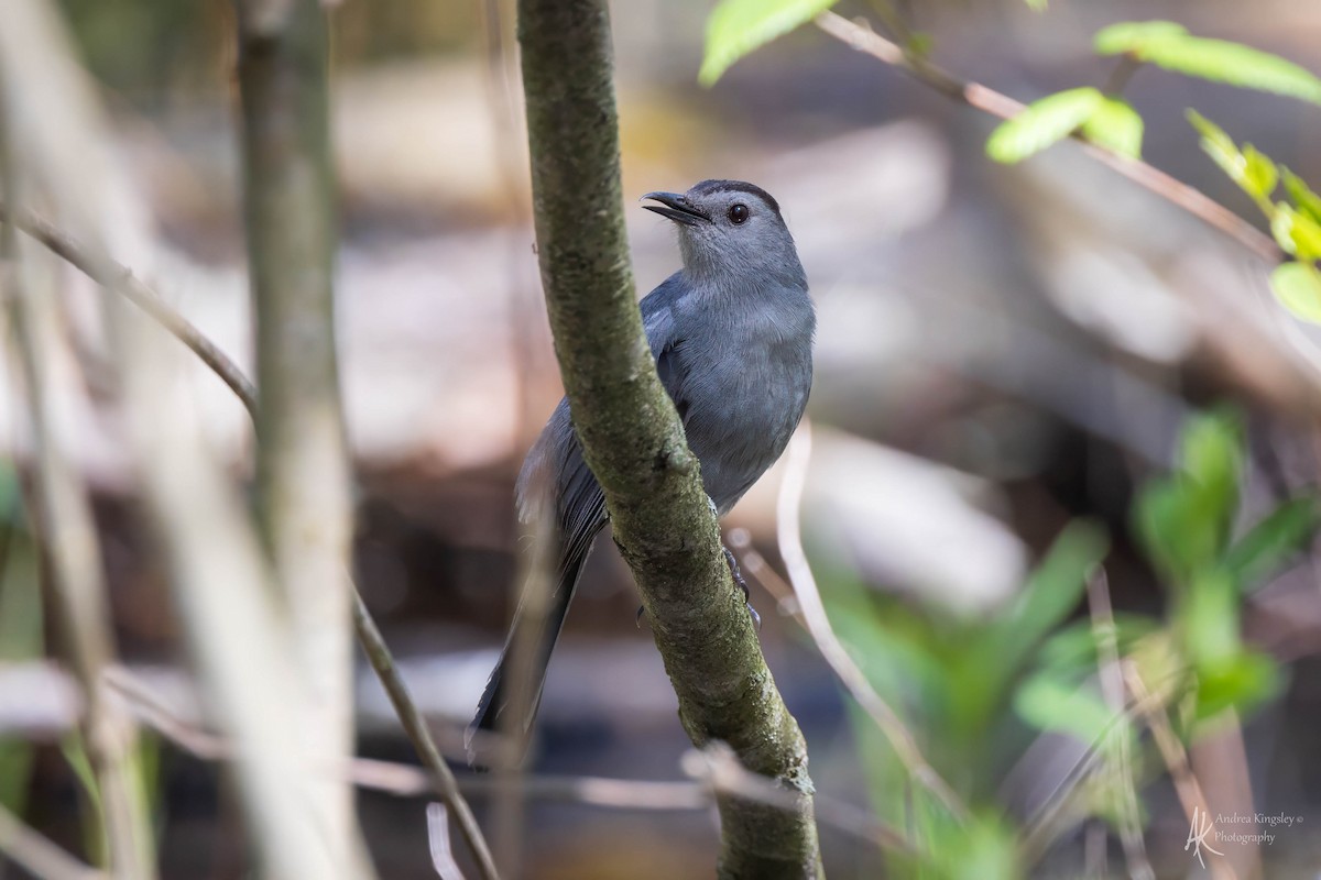 Gray Catbird - ML624122083