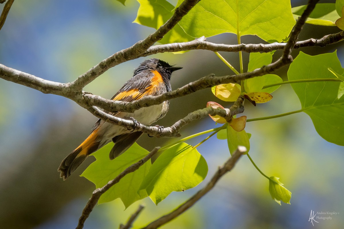 American Redstart - ML624122101