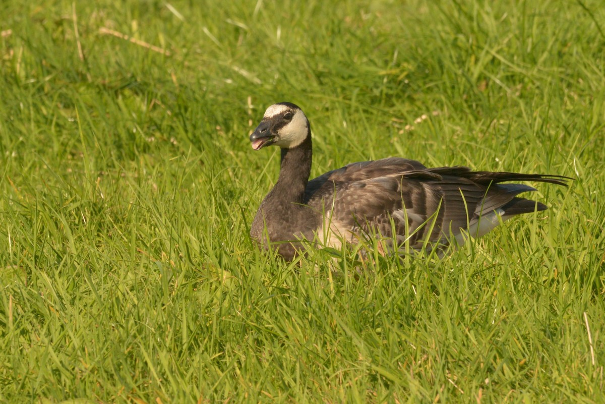 Barnacle Goose - ML624122104