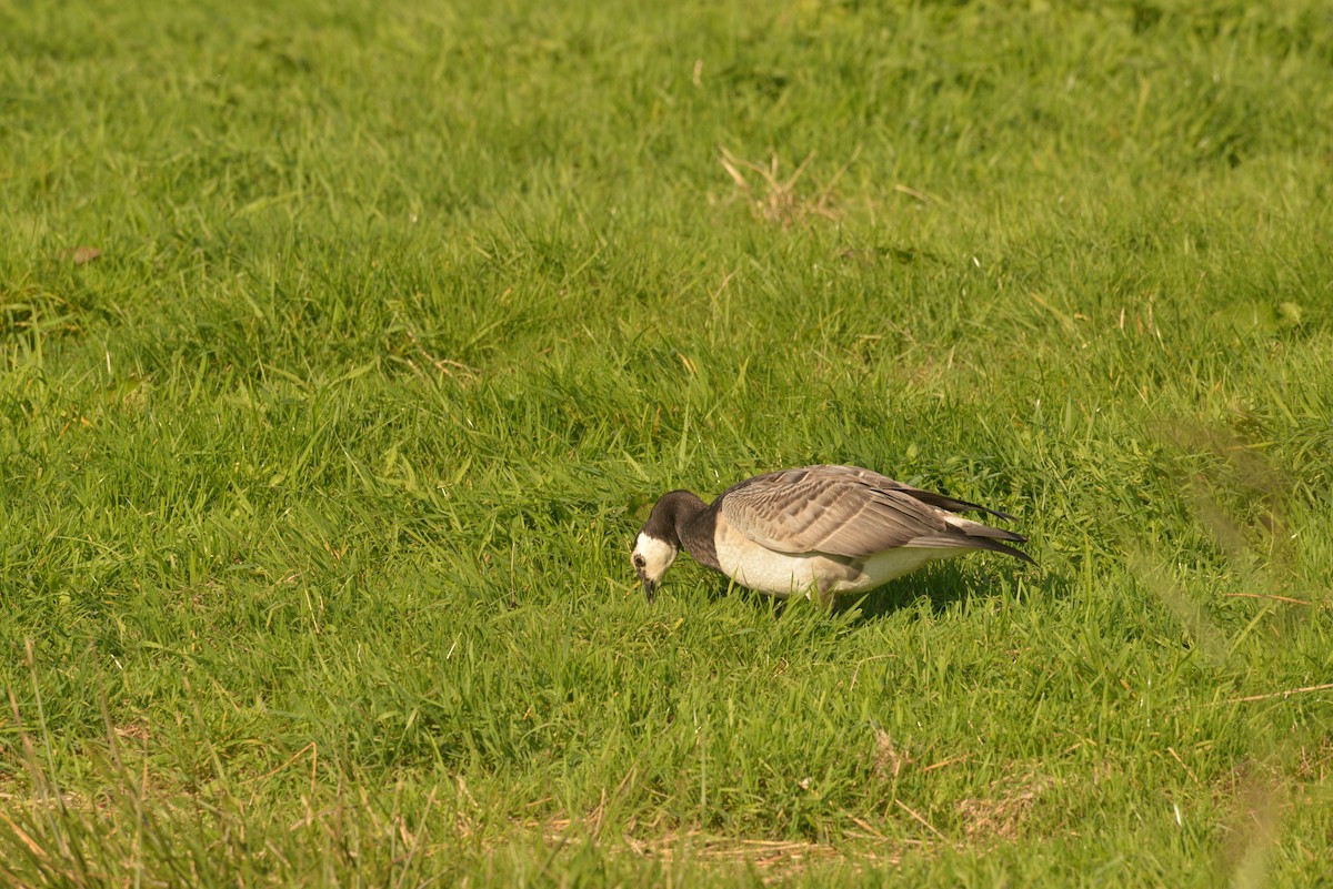 Barnacle Goose - ML624122105