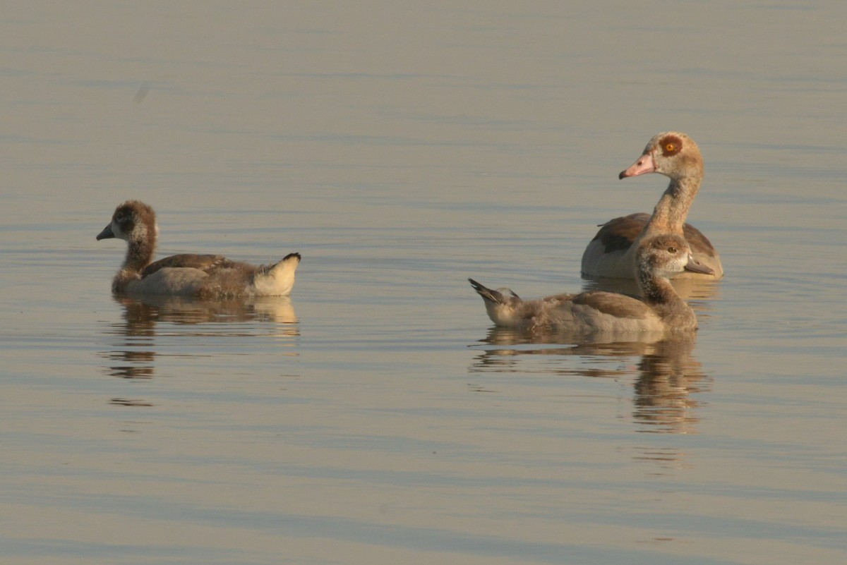 Egyptian Goose - ML624122108