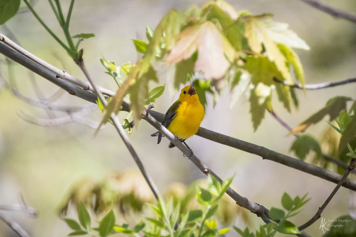 Prothonotary Warbler - ML624122111