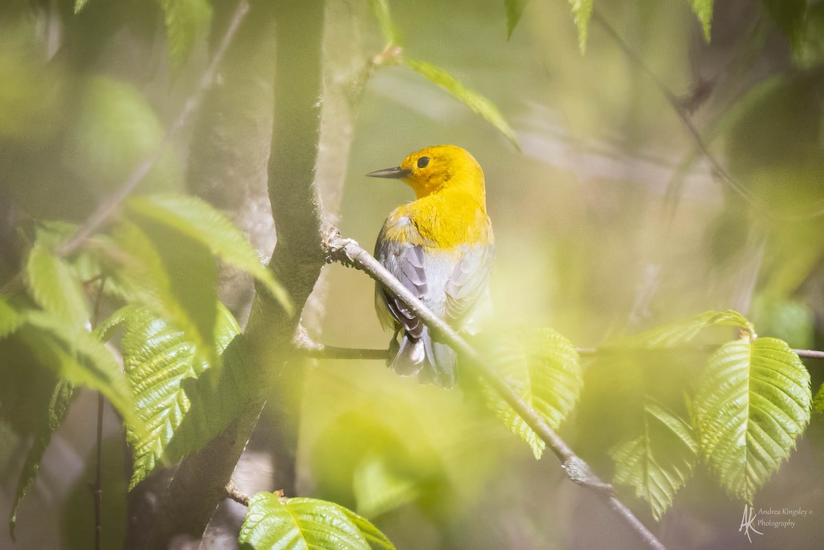 Prothonotary Warbler - ML624122112