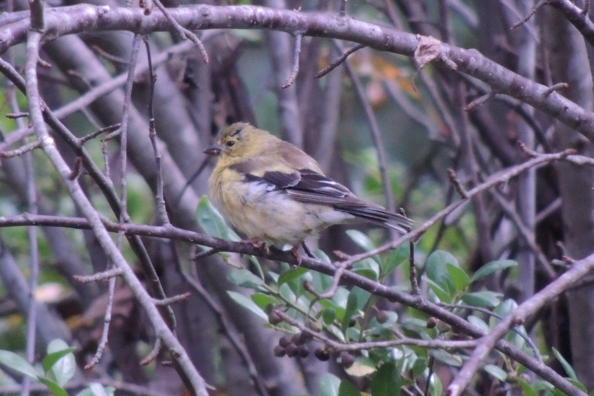 Chardonneret jaune - ML624122122