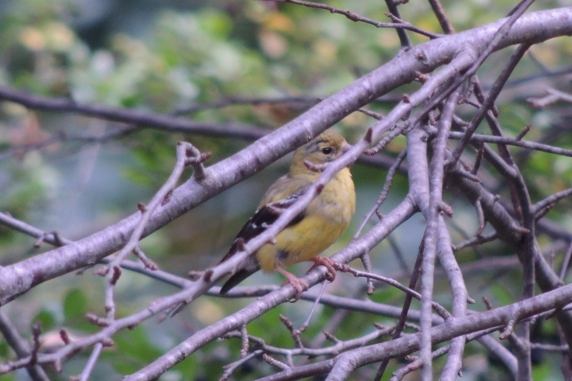 Chardonneret jaune - ML624122123