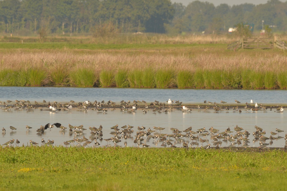 Northern Lapwing - ML624122125