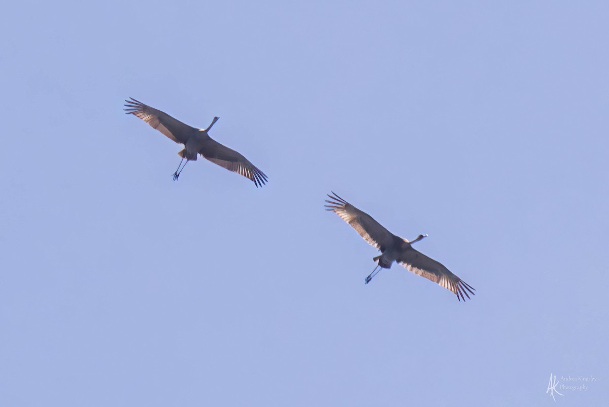 Sandhill Crane - ML624122133