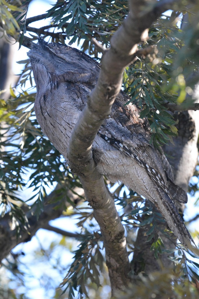 Tawny Frogmouth - ML624122135