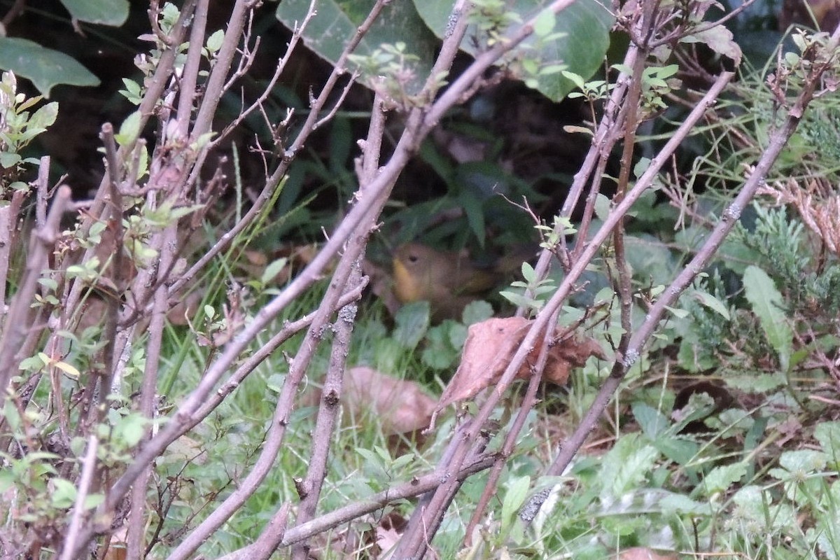 Common Yellowthroat - ML624122137