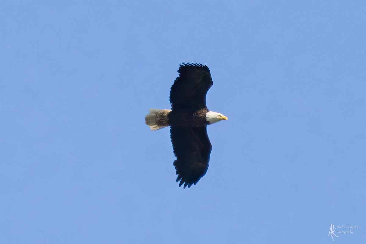 Bald Eagle - ML624122138