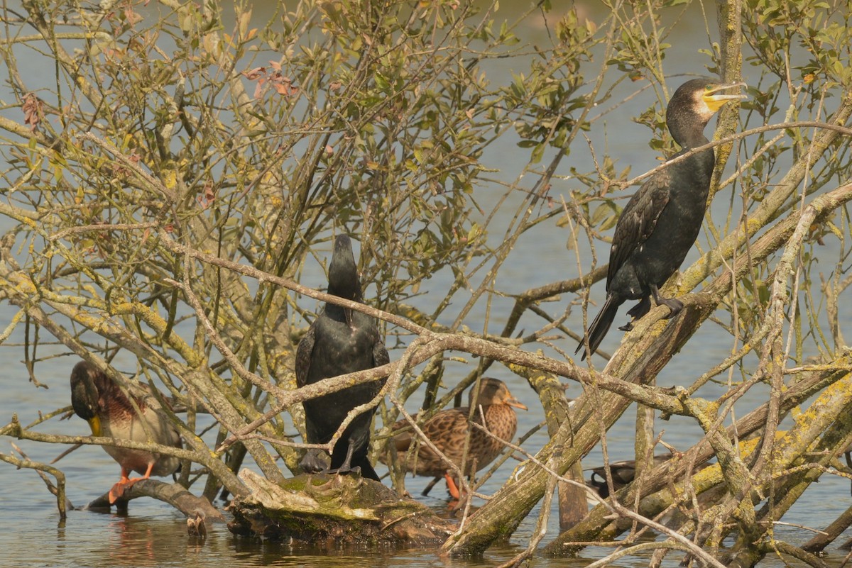 Great Cormorant - ML624122140