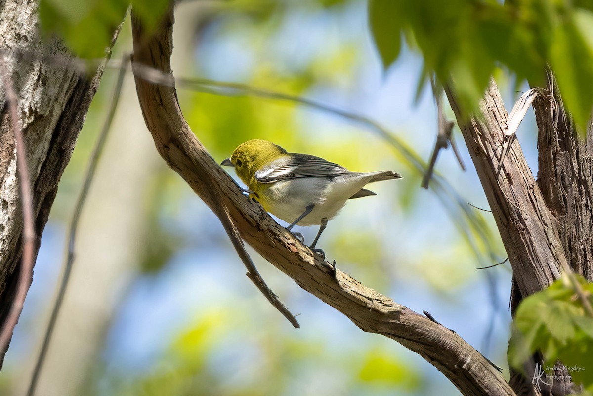 Yellow-throated Vireo - ML624122147