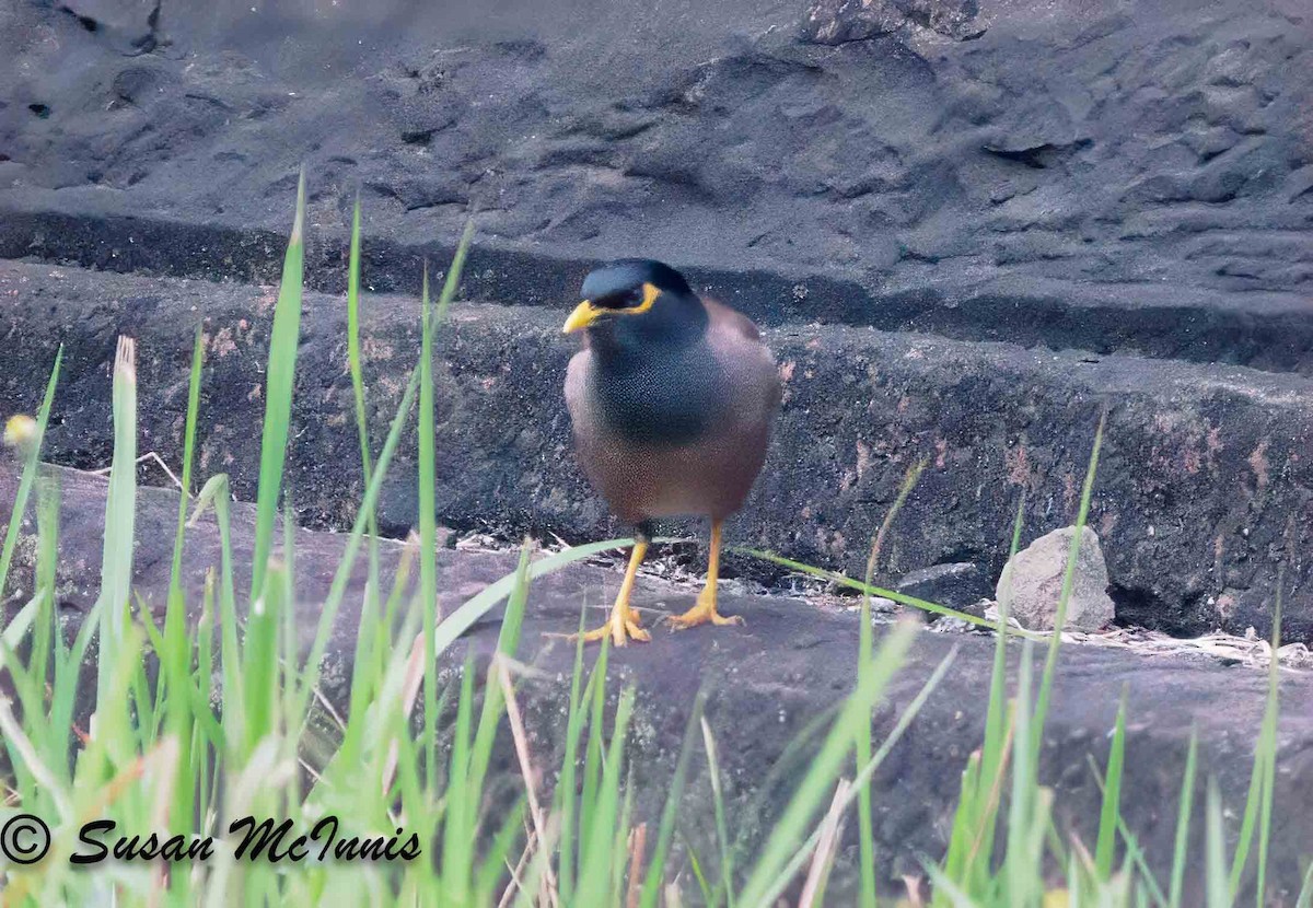 Common Myna - Susan Mac