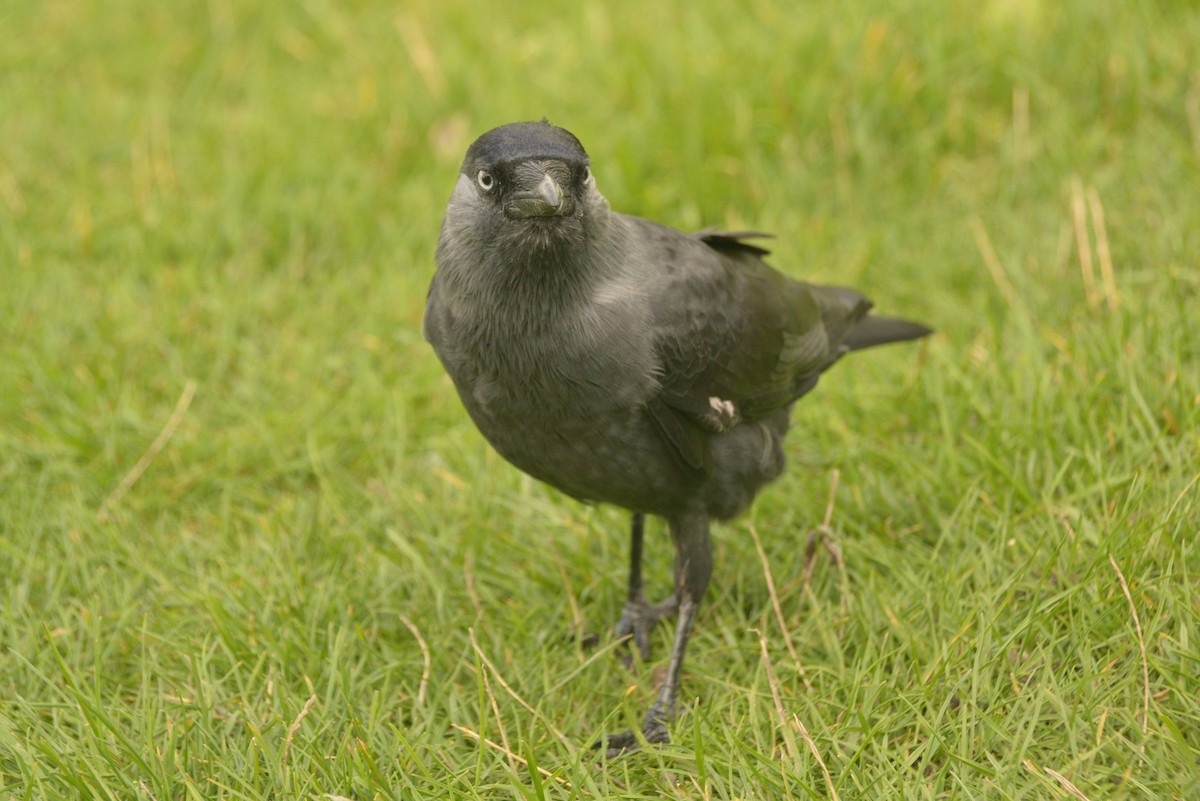 Eurasian Jackdaw - ML624122166