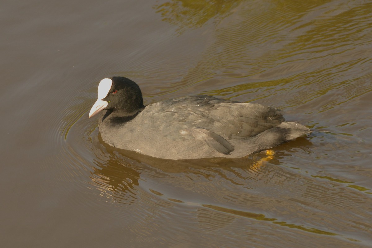 Eurasian Coot - ML624122170