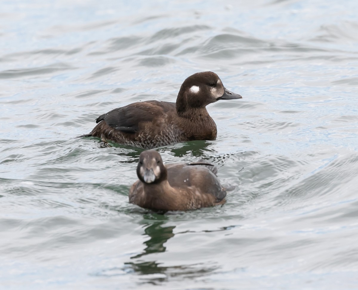 Harlequin Duck - ML624122171