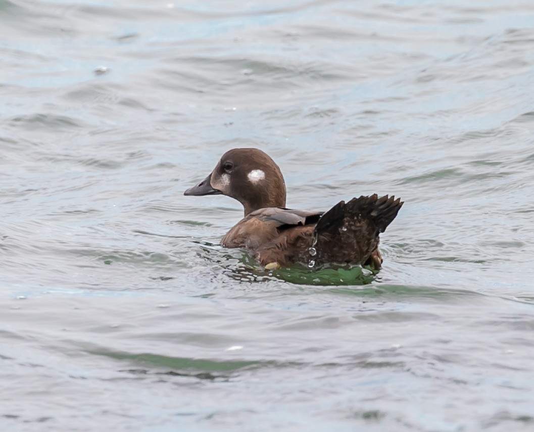 Harlequin Duck - ML624122172