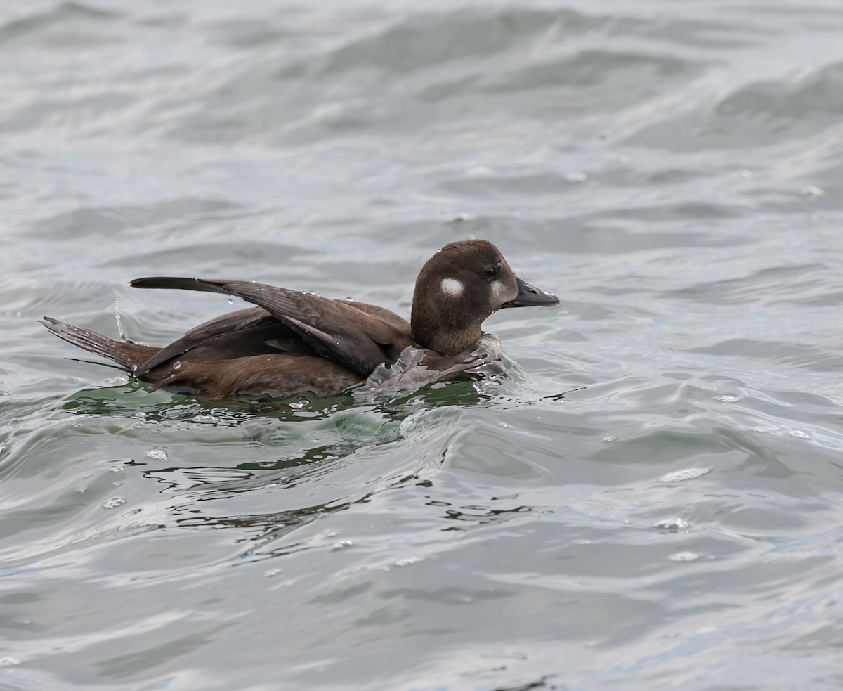 Harlequin Duck - ML624122173