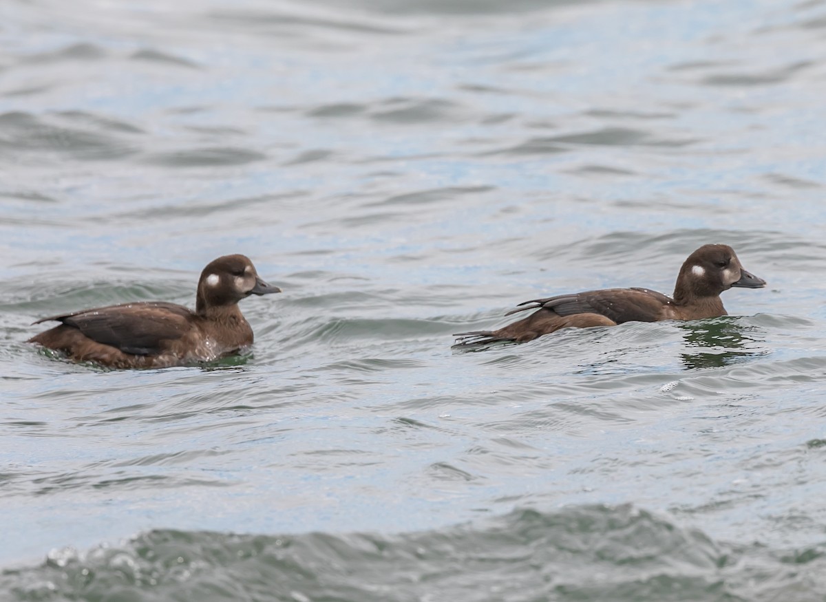 Harlequin Duck - ML624122174