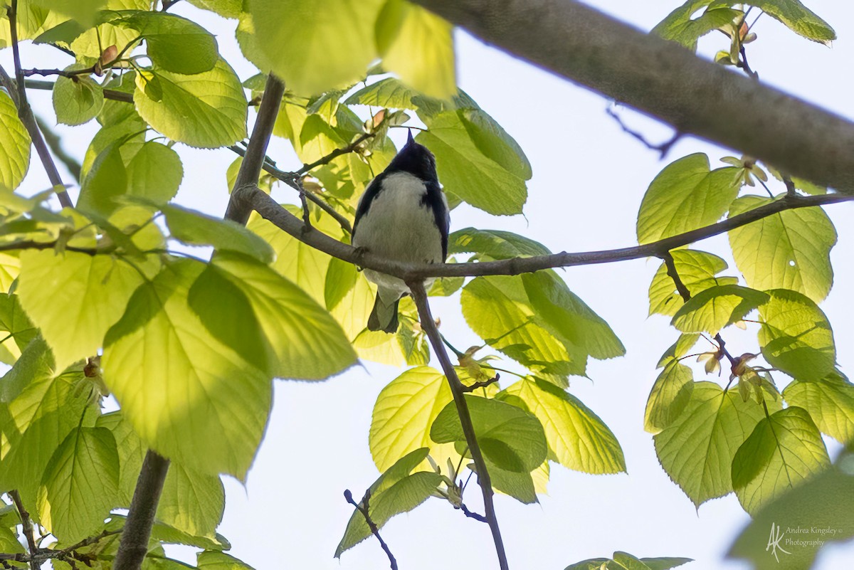 Black-throated Blue Warbler - ML624122180