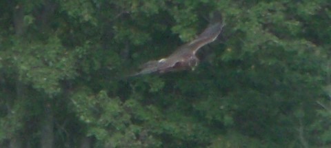 Northern Harrier - ML624122181