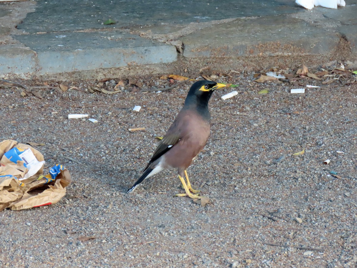 Common Myna - ML624122200