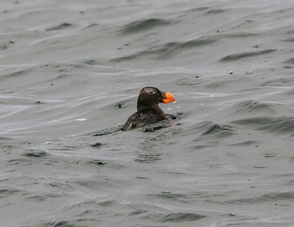 Tufted Puffin - Damon Haan