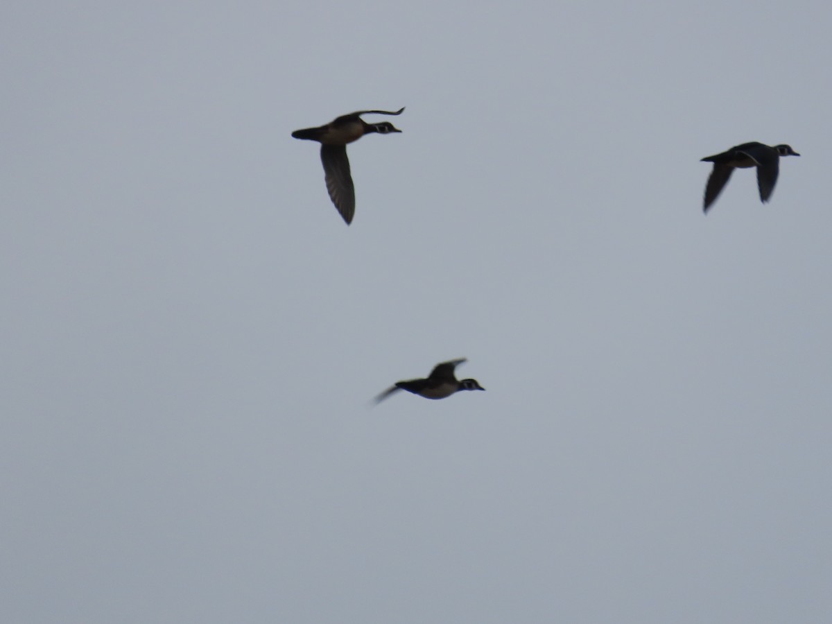 Wood Duck - ML624122207