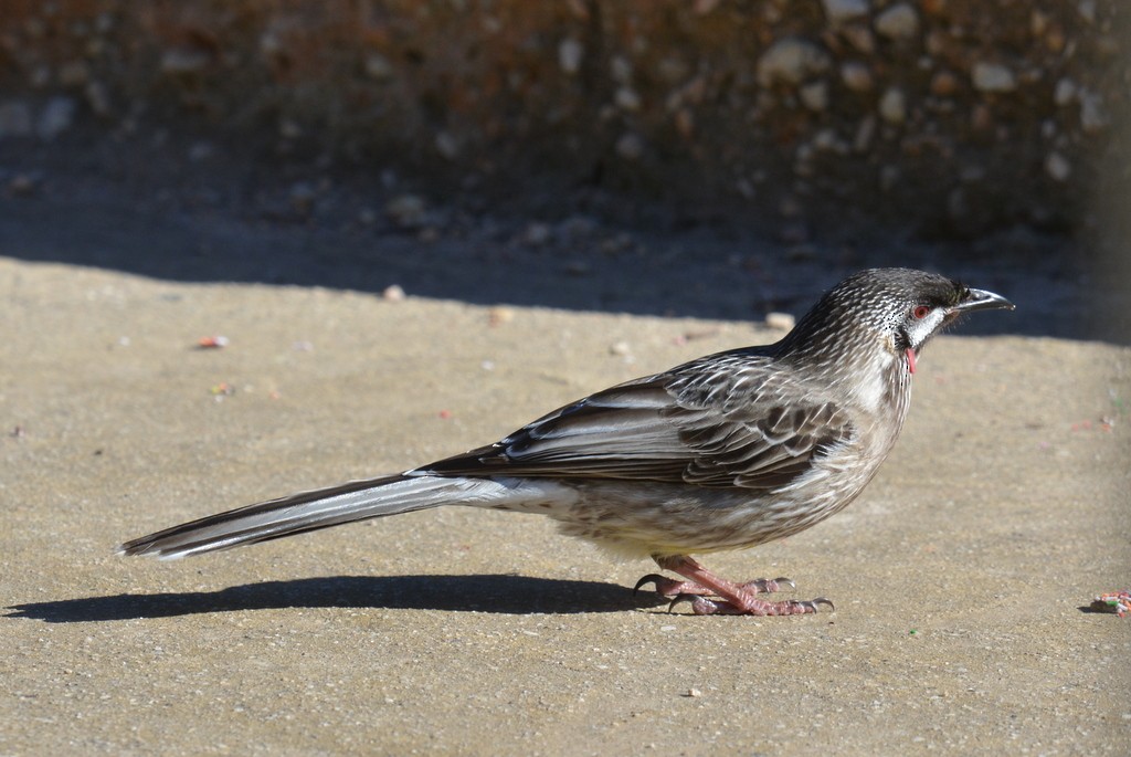 Red Wattlebird - ML624122241