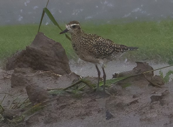 Pacific Golden-Plover - ML624122301