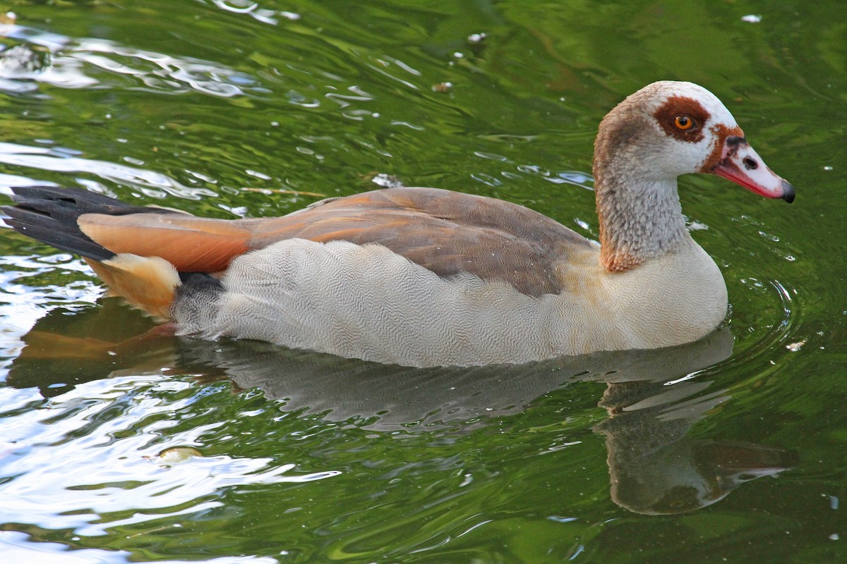 Egyptian Goose - ML62412231