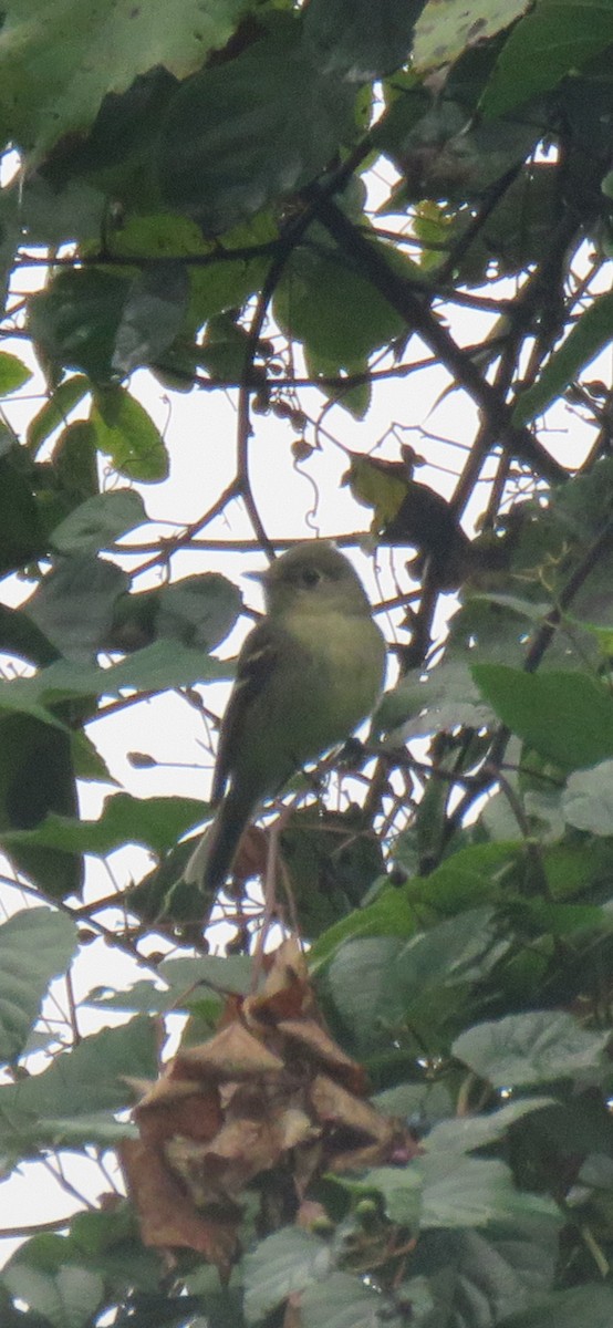 Yellow-bellied Flycatcher - ML624122313