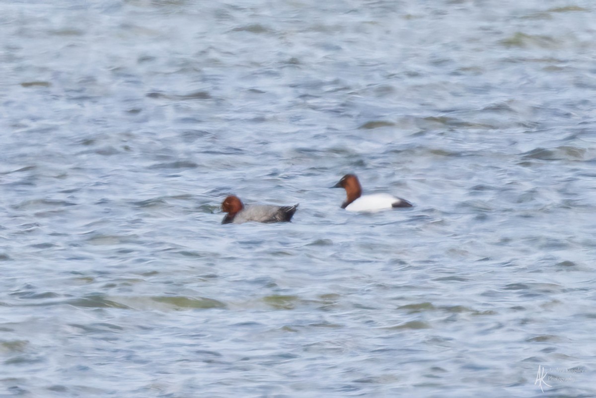 Canvasback - Andrea Kingsley