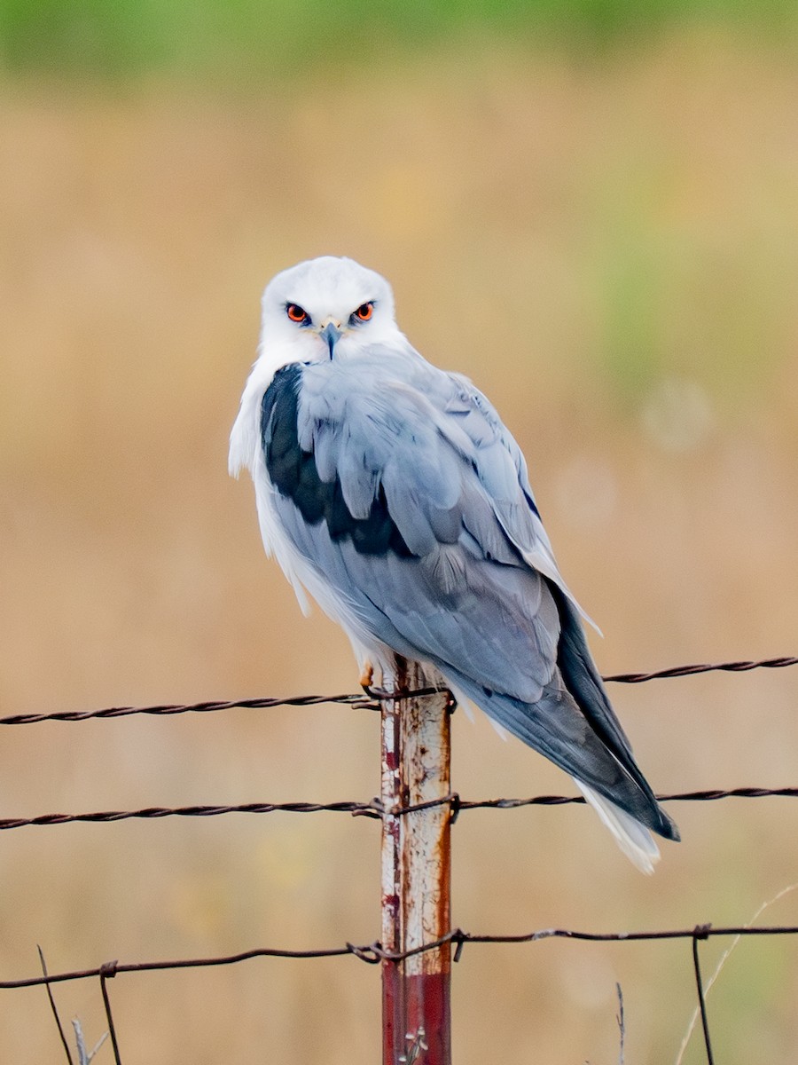 White-tailed Kite - ML624122367