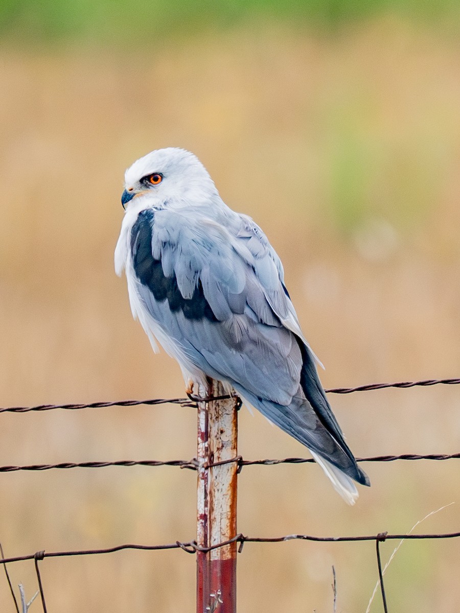 White-tailed Kite - ML624122368