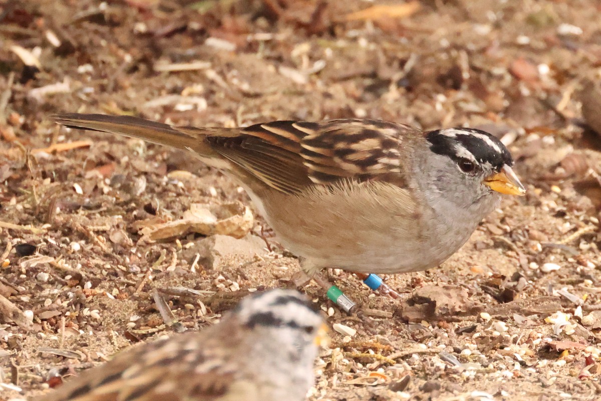 White-crowned Sparrow (Yellow-billed) - ML624122461