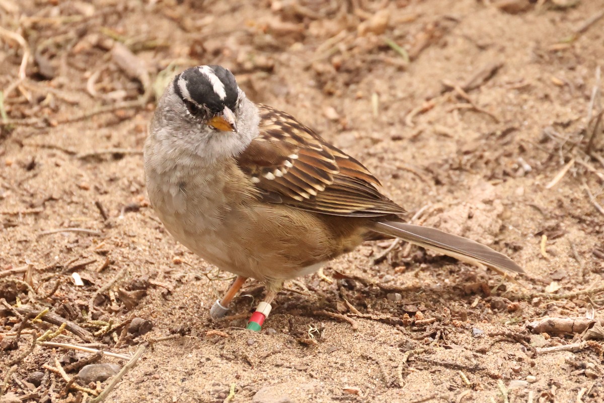 White-crowned Sparrow (Yellow-billed) - ML624122462