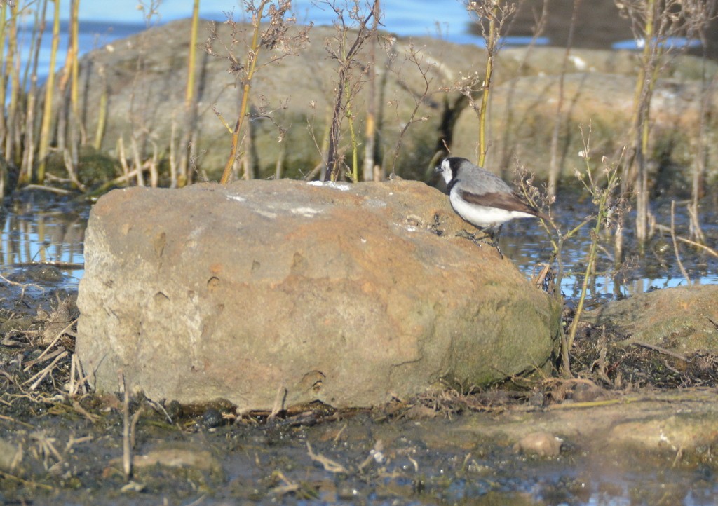 White-fronted Chat - ML624122484