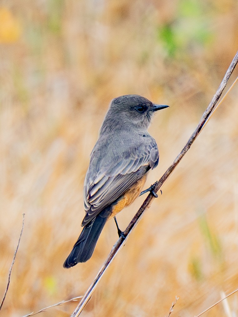 Say's Phoebe - ML624122518