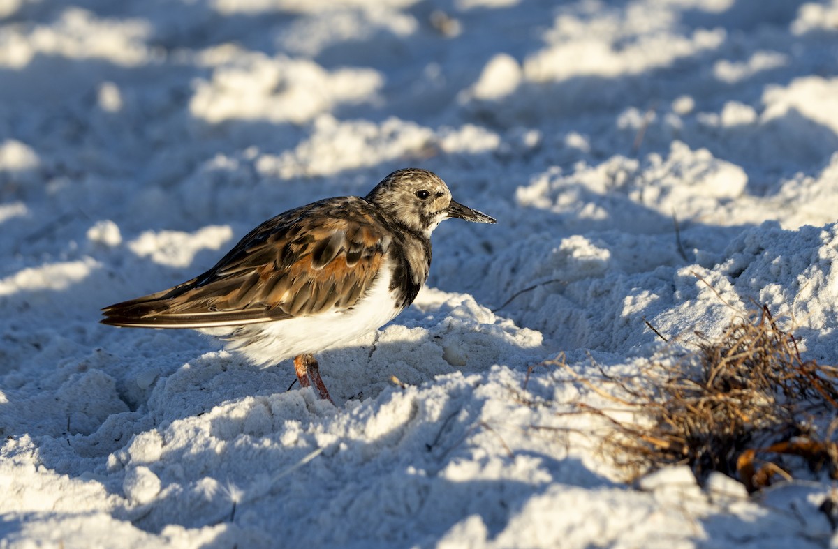 Ruddy Turnstone - ML624122534