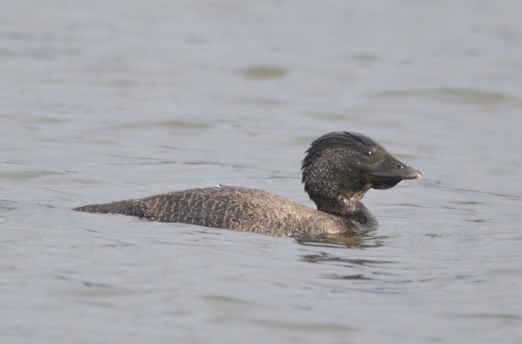 Musk Duck - ML624122540