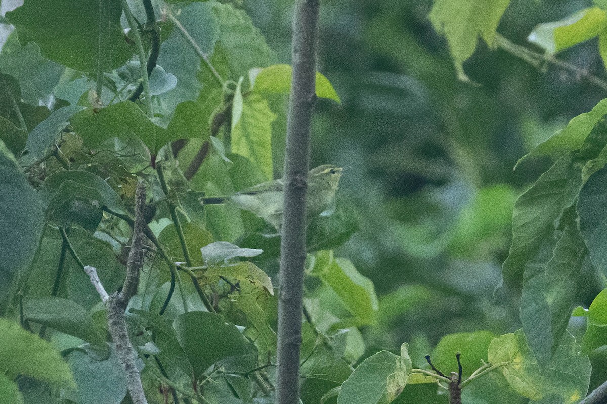 Green Warbler - ML624122576