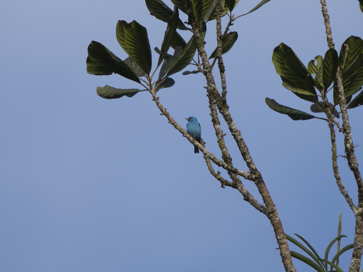 Dacnis bleu - ML624122584