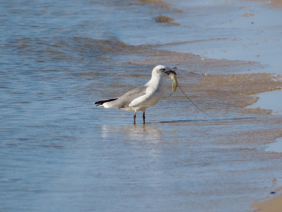 Laughing Gull - ML624122594